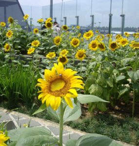 Singapore Changi Sunflower garden