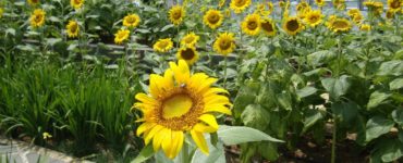 Singapore Changi Sunflower garden