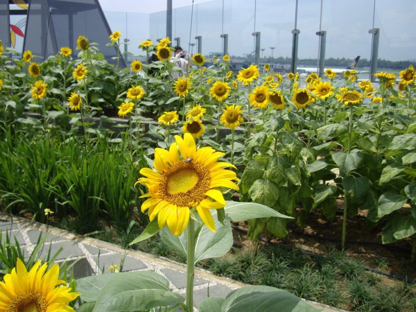 Singapore Changi Sunflower garden