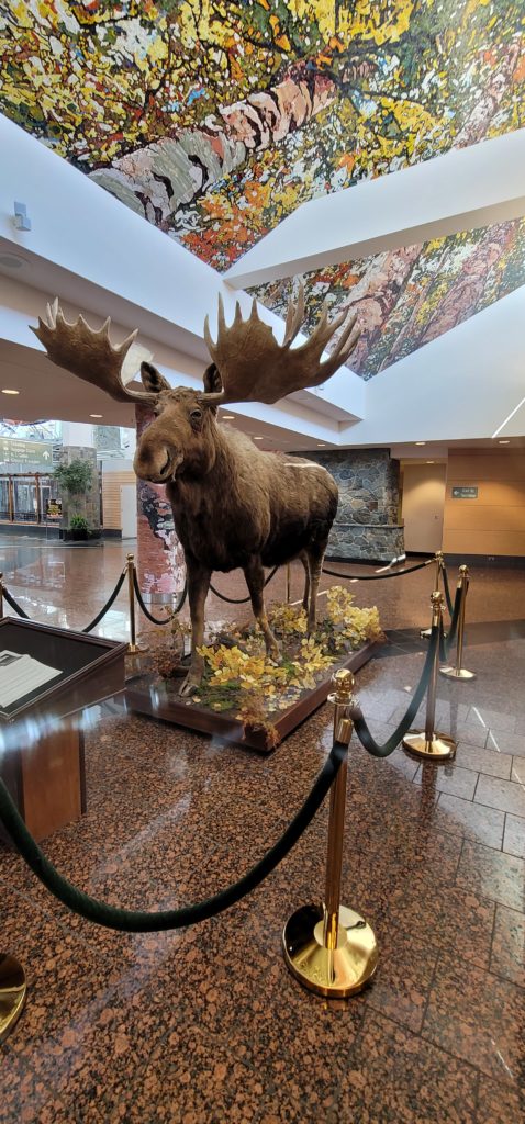 Anchorage Airport moose