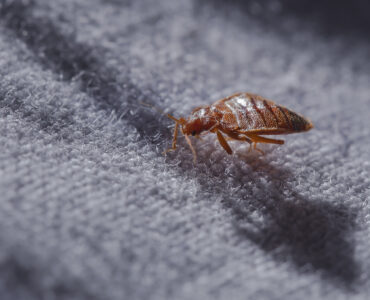 Bed bug